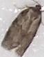 Choristoneura conflictana (Large Aspen Tortrix)