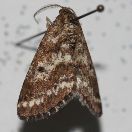 Eufidonia discospilata (iNaturalist test)