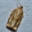Choristoneura fractivittana (Broken-banded Leafroller) — iNat (center-crop, downsampled)